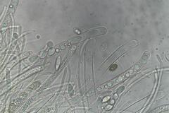 Phaeohelotium undulatum