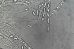 Phaeohelotium undulatum