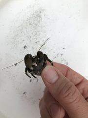 Pagurus hirsutiusculus