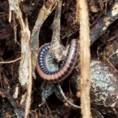 Spirobolellus immigrans