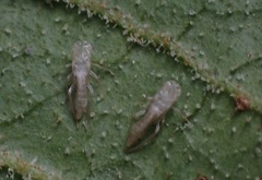 Panchaetothripidae