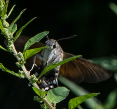 Macroglossum stellatarum