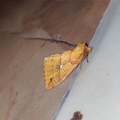 Xanthia rectilineata