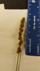 Carex annectens