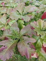Rodgersia