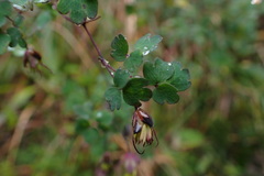 Thalictrum podocarpum