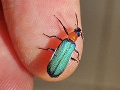 Prionocerus coeruleipennis