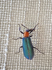 Prionocerus coeruleipennis