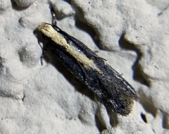 Aroga paraplutella