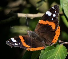 Vanessa atalanta