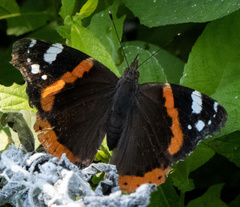 Vanessa atalanta