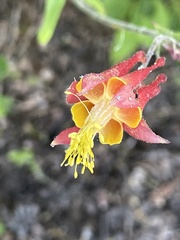 Aquilegia pubescens