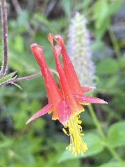 Aquilegia pubescens