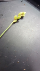 Carex scoparia