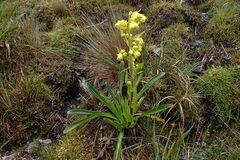 Senecio punasessilis