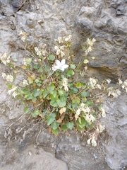 Campanula fragilis
