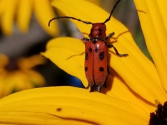 Tetraopes tetrophthalmus
