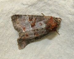 Mesoligia literosa