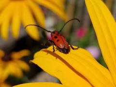 Tetraopes tetrophthalmus