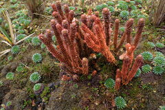 Phlegmariurus sellifolius