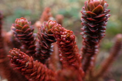 Phlegmariurus sellifolius