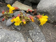 Erythranthe caespitosa