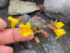 Erythranthe caespitosa