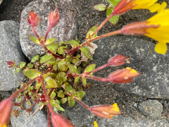 Erythranthe caespitosa