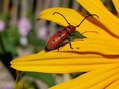 Tetraopes tetrophthalmus