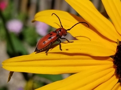 Tetraopes tetrophthalmus