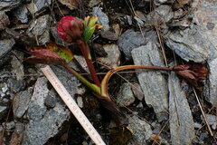 Krapfia weberbaueri