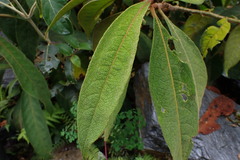 Solanum selachophyllum