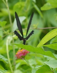 Papilio protenor