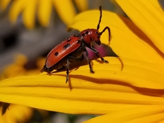Tetraopes tetrophthalmus