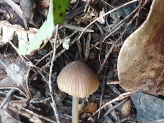 Entoloma aromaticum