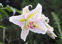 Lilium auratum