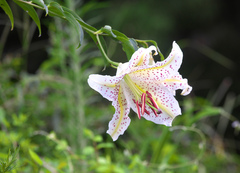 Lilium auratum