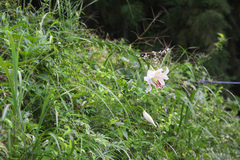 Lilium auratum