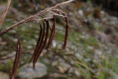Fecundae