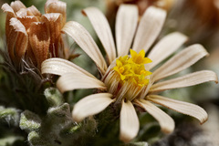 Townsendia spathulata