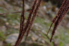 Fecundae