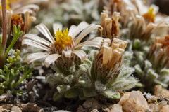 Townsendia spathulata