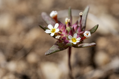 Smallflower gymnosteris (Gymnosteris parvula)