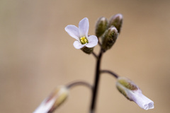 Boechera pendulocarpa
