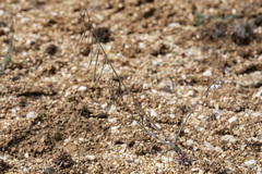 Boechera pendulocarpa