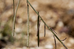 Boechera pendulocarpa