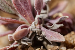 Boechera pendulocarpa