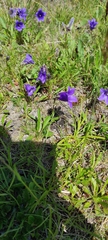 Campanula dasyantha
