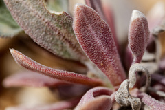 Boechera pendulocarpa