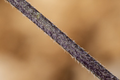 Boechera pendulocarpa